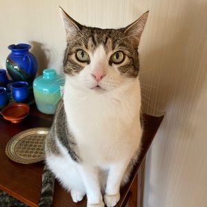 Meet your Posher, Alyson